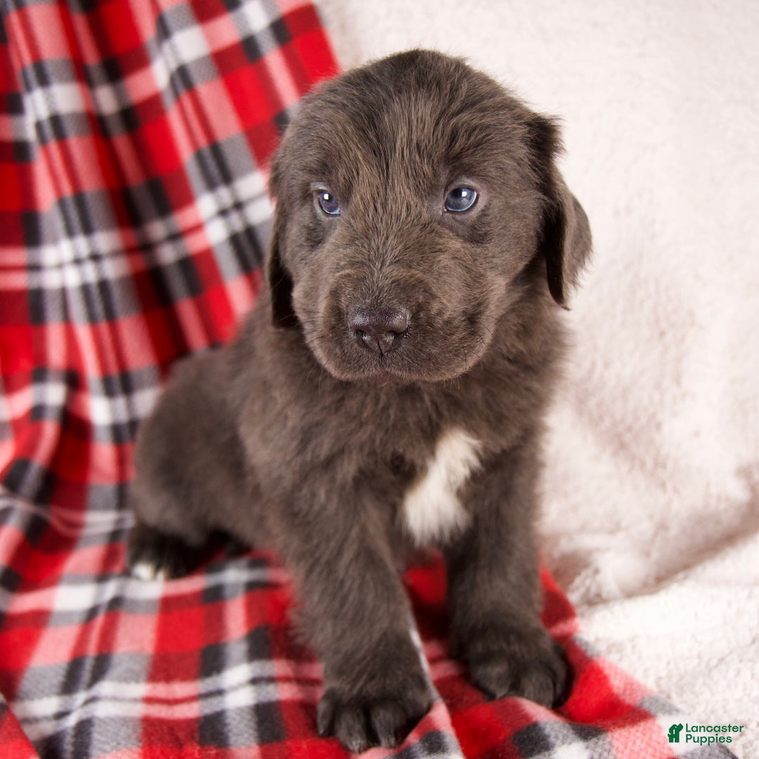 Newfoundland dogs for sale: Flash - Ad 2