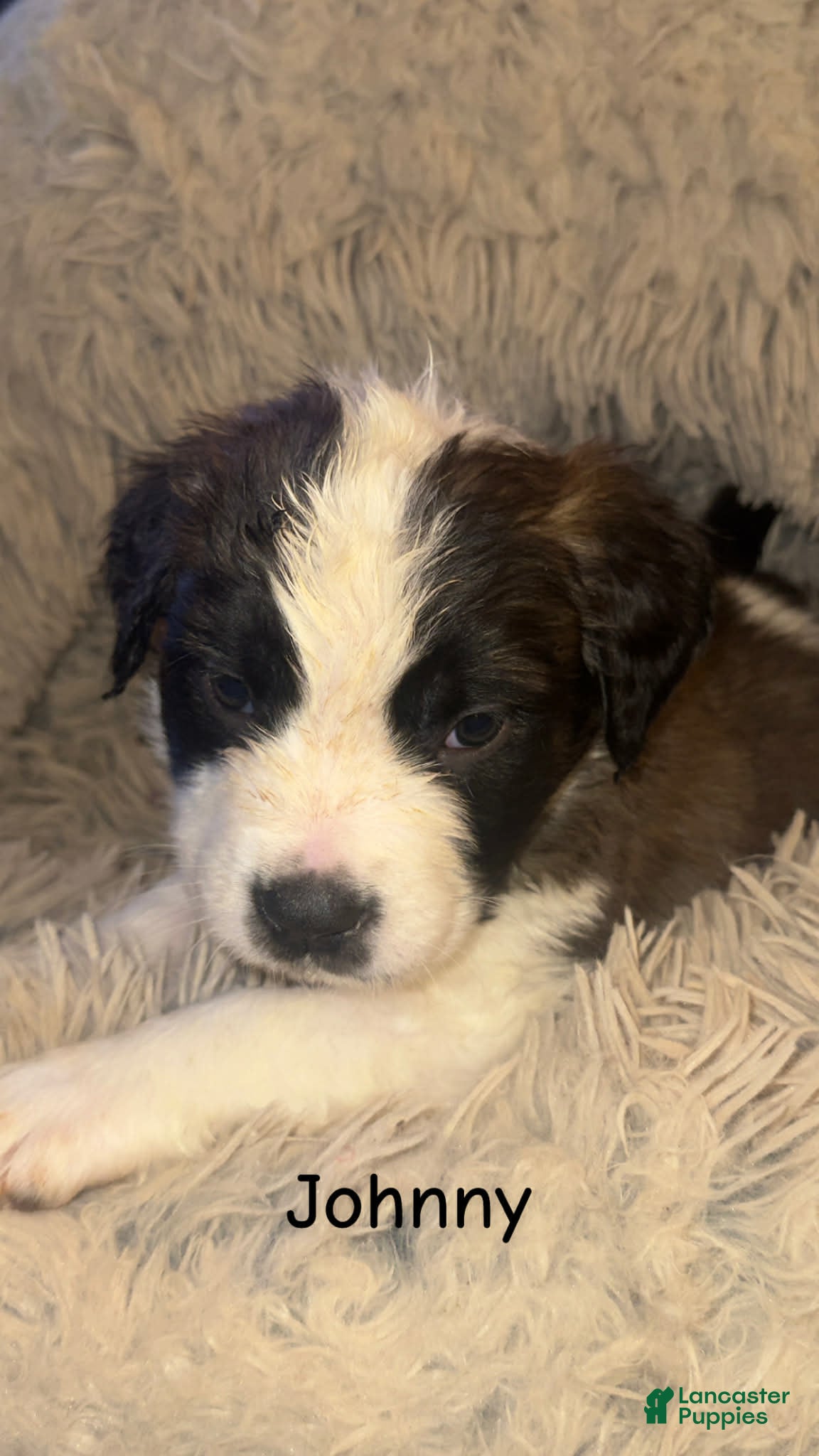 Saint Bernard dogs Johnny  - Ad 7