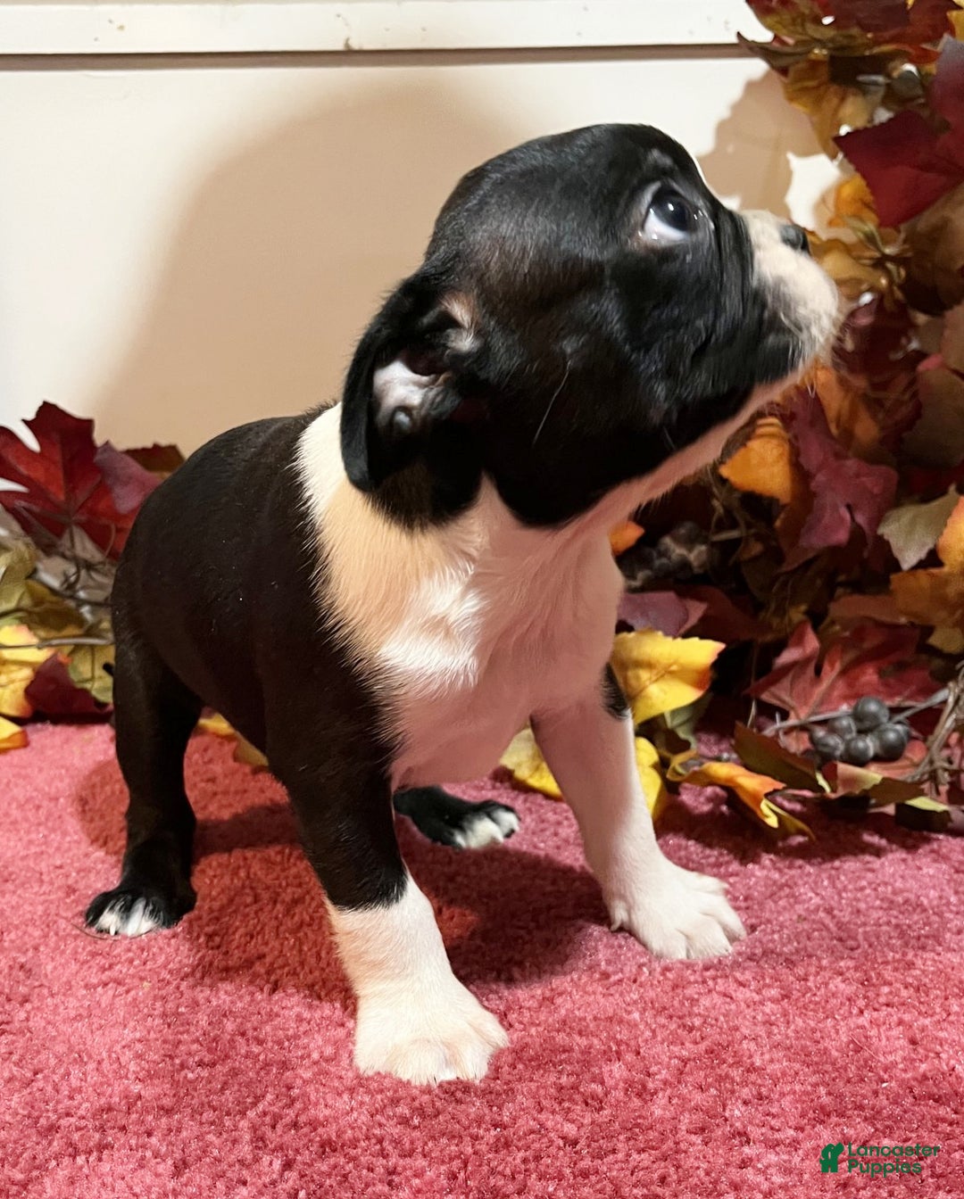 Boston Terrier dogs for sale: Buster - Ad 2