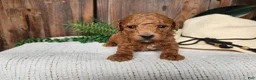 Mini Bernedoodle dogs for sale: Blake - Ad 8