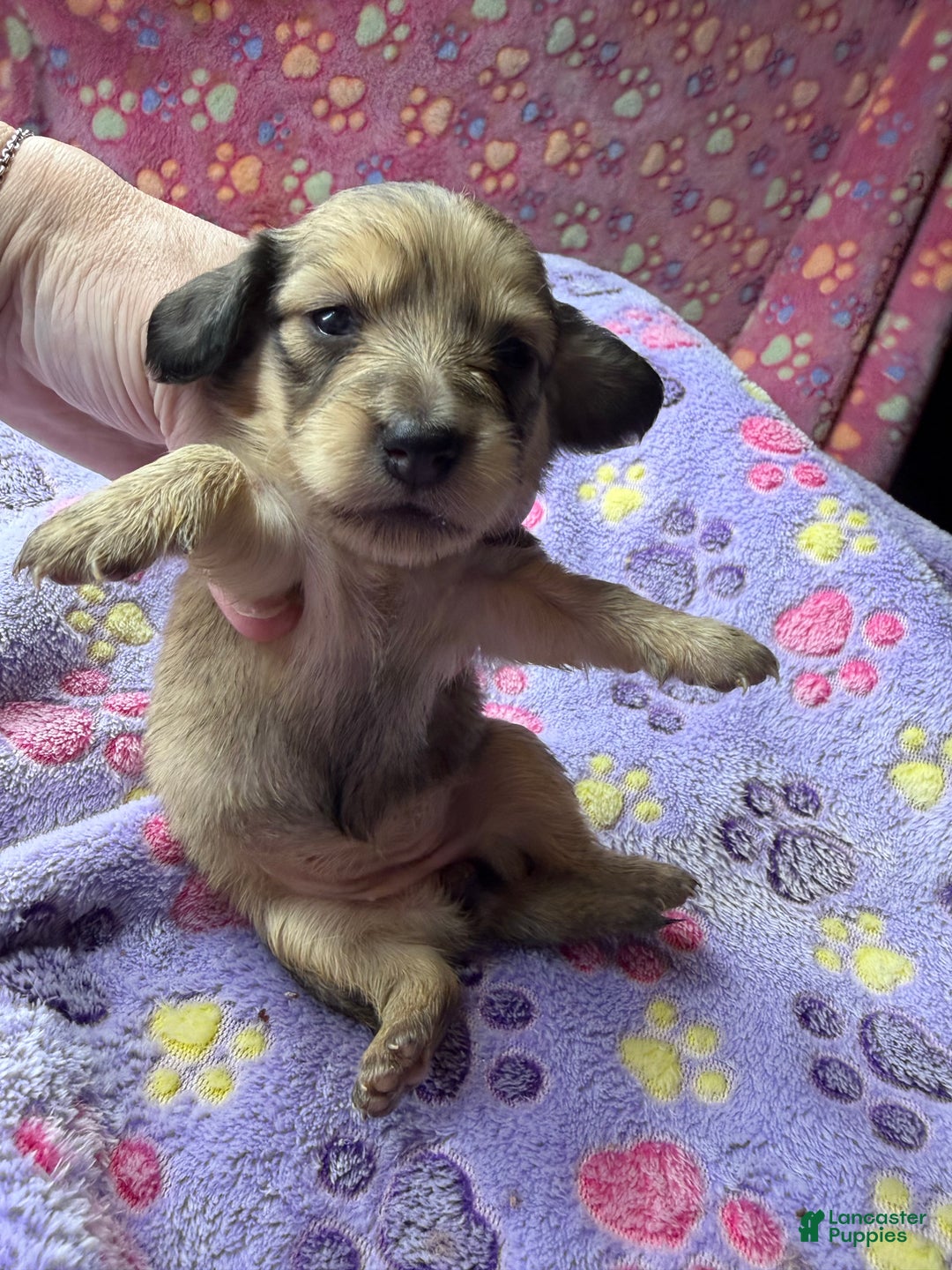 Miniature Dachshund dogs for sale: Cream - Ad 27