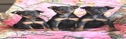Miniature Pinscher dogs for sale: Quinn - Ad 3