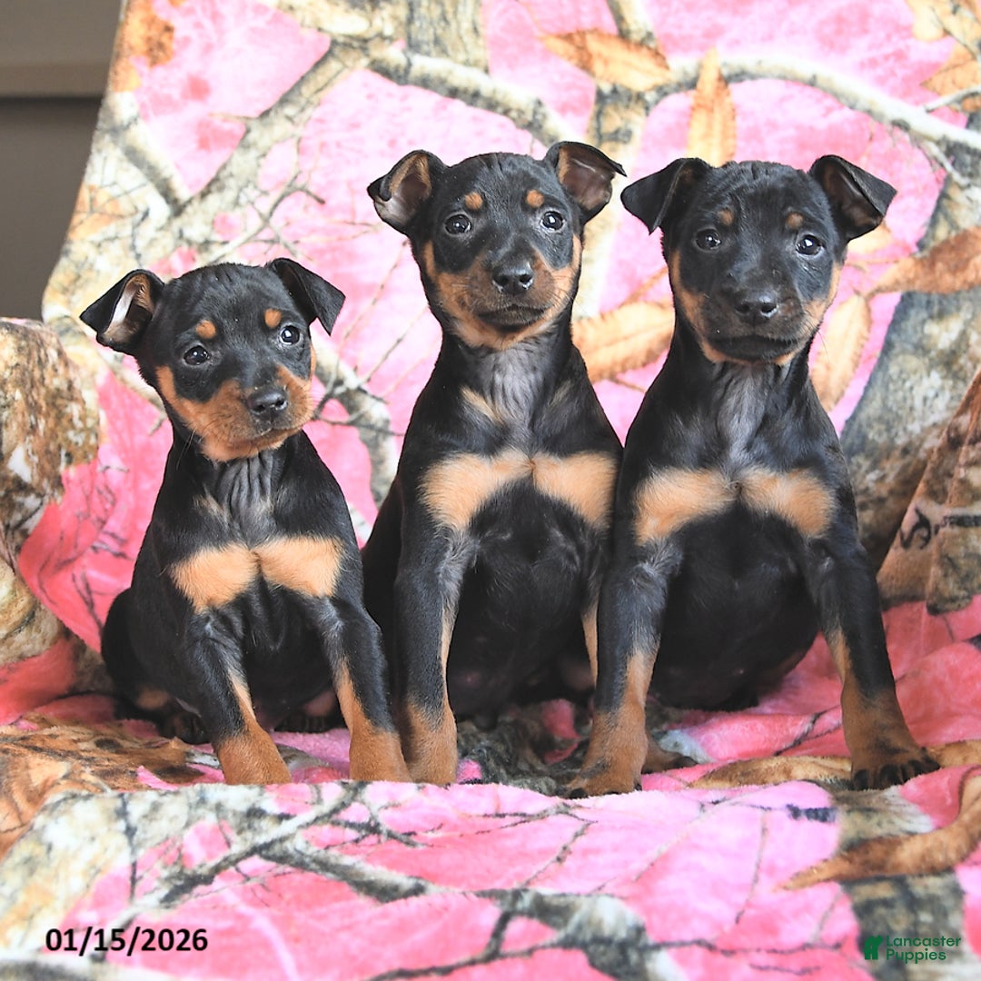 Miniature Pinscher dogs for sale: Quinn - Ad 3