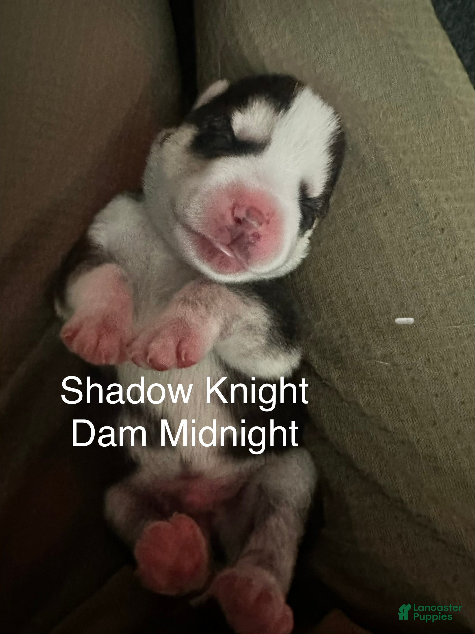 Siberian Husky dogs Shadow Night - Ad 1
