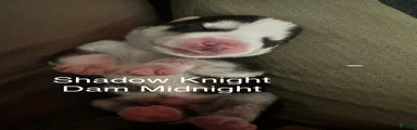 Shadow Night