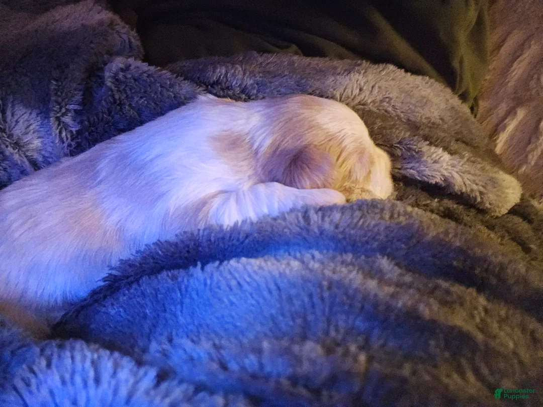 Morkie dogs for sale: Copper - Ad 3