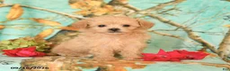 Maltipoo dogs for sale: Tyler - Ad 1