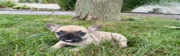 French Bulldog dogs for sale: Bruce - Ad 4