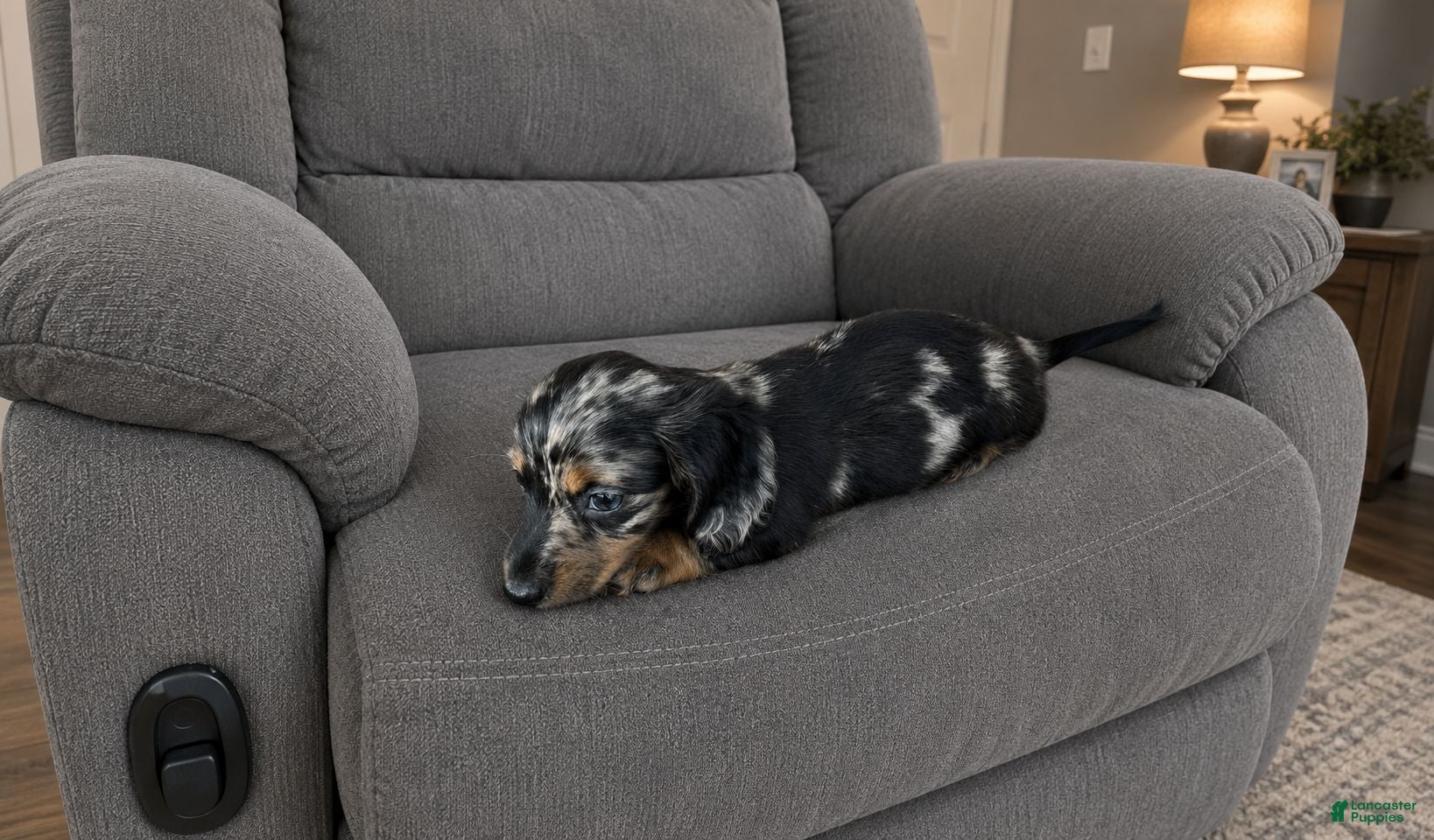 Miniature Dachshund dogs Miniature Dachshund 1 - Ad 1
