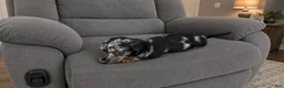 Miniature Dachshund dogs for sale: Miniature Dachshund 1 - Ad 1