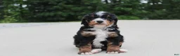 Mini Bernedoodle dogs for sale: Ranger  - Ad 2