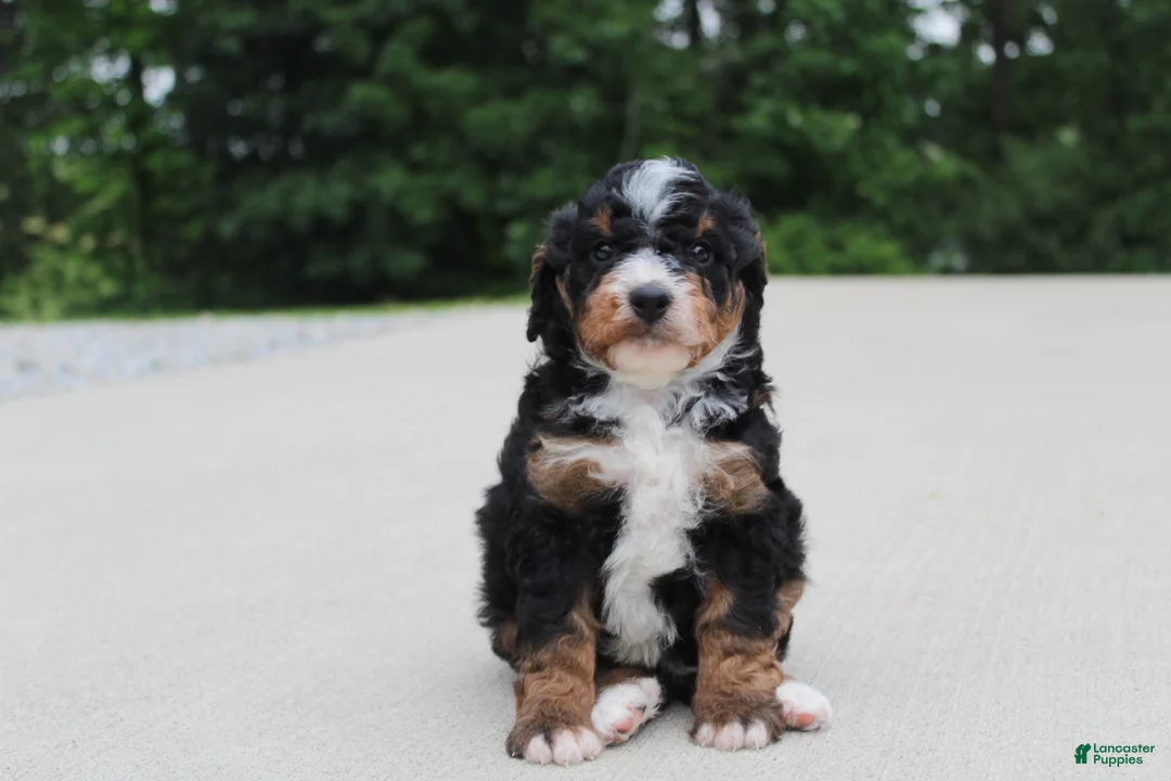 Mini Bernedoodle dogs for sale: Ranger  - Ad 2