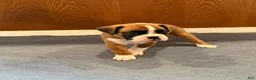 Boxer dogs for sale: Prada - Ad 4