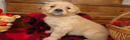 Golden Retriever dogs for sale: Golden Retriever Puppy 6 Darla - Ad 2
