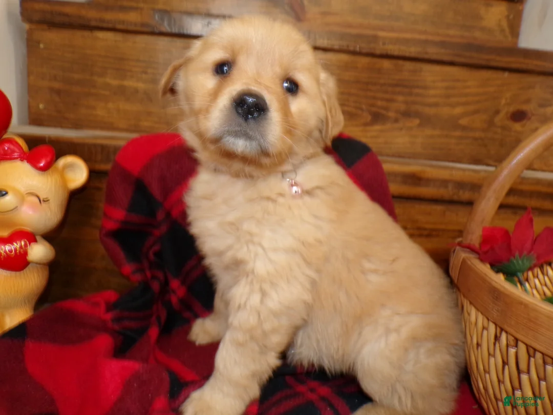 Golden Retriever dogs for sale: Golden Retriever Puppy 6 Darla - Ad 2