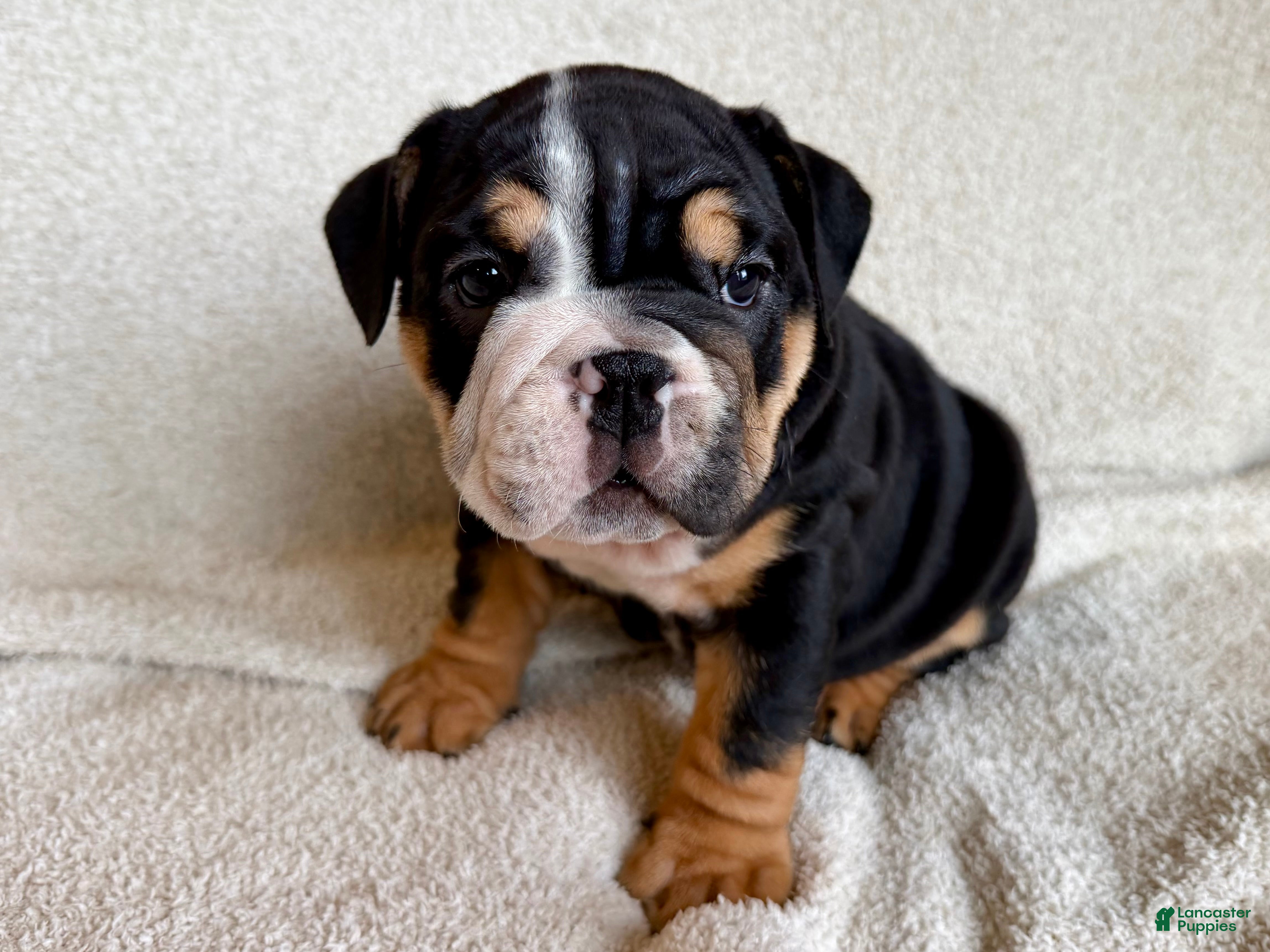 English Bulldog dogs Nala  - Ad 1