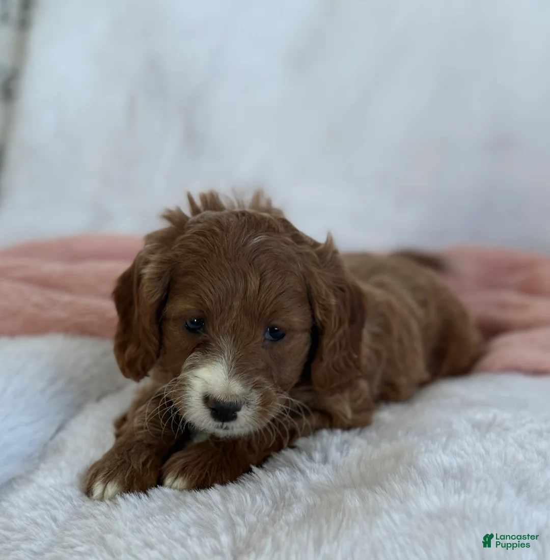 Cavapoo dogs for sale: Aspen  - Ad 9