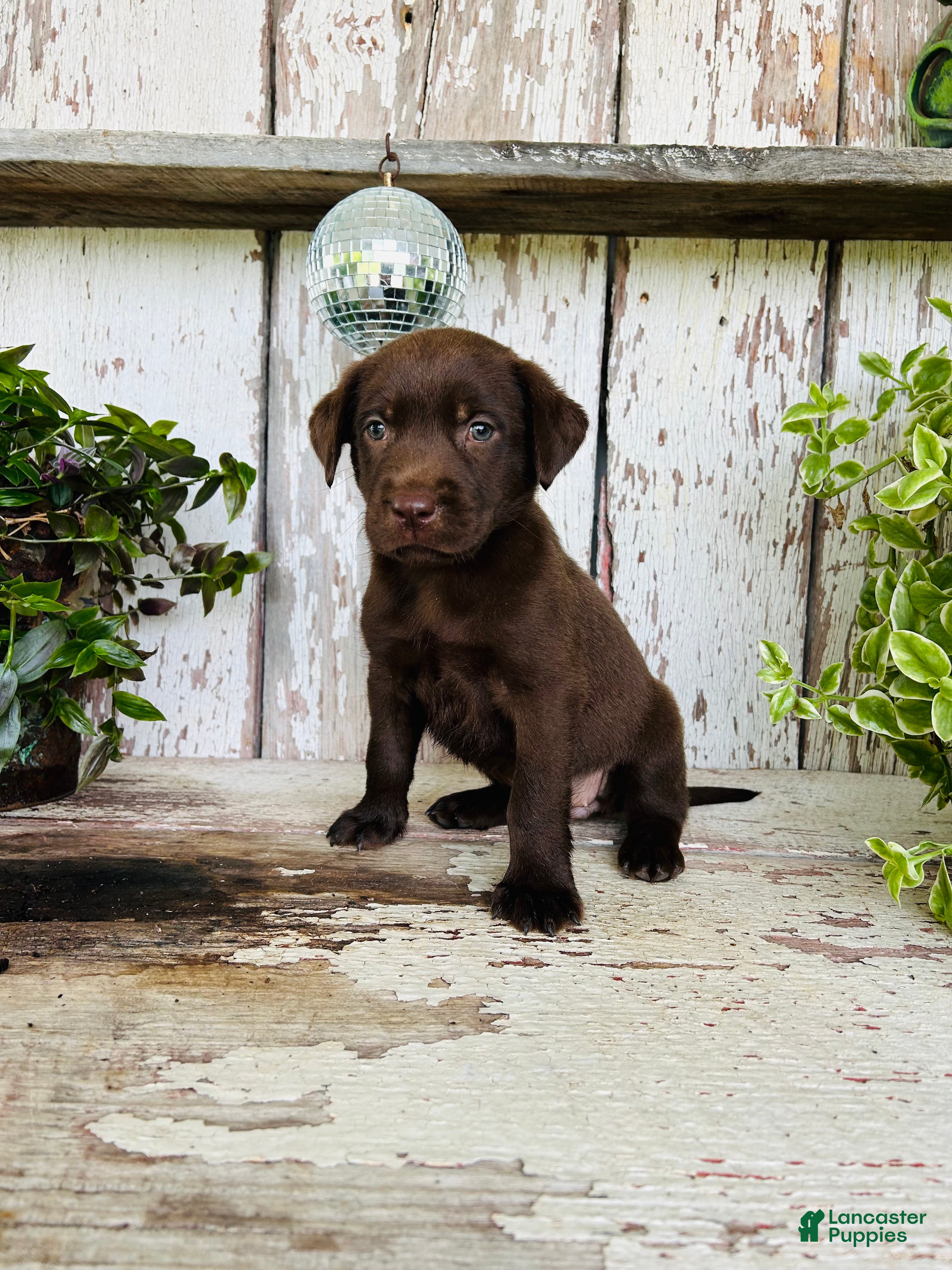 Labrador Retriever dogs Coco  - Ad 1