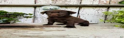 Labrador Retriever dogs for sale: Coco  - Ad 5