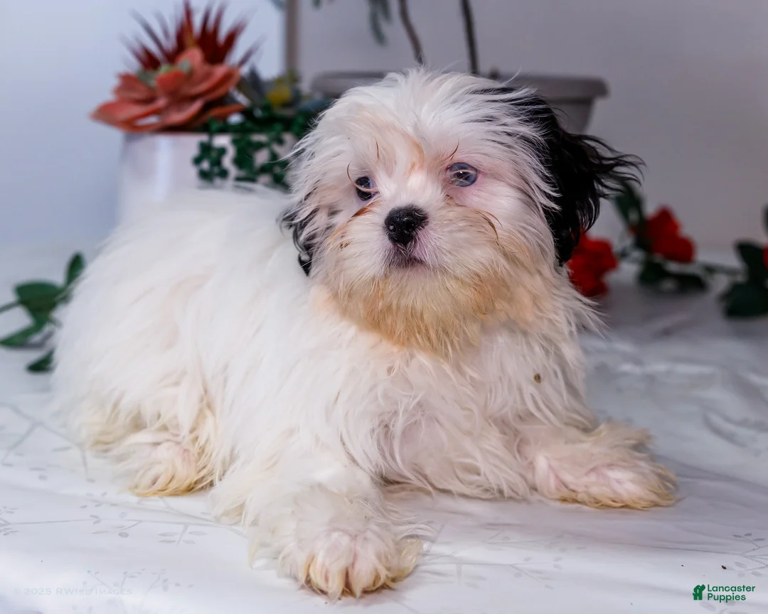 Shih Tzu dogs for sale: Lanetta - Ad 13