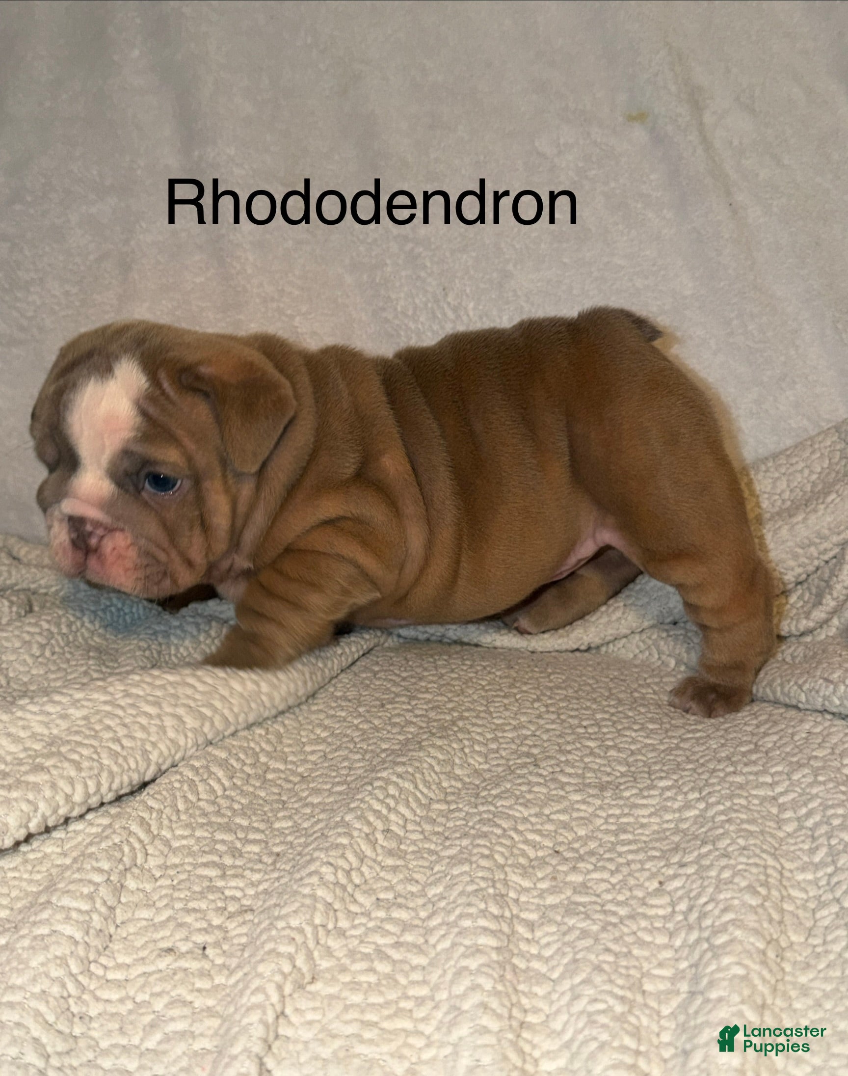 English Bulldog dogs English Bulldog Puppy 7 - Ad 24