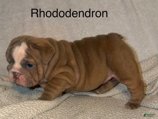 English Bulldog dogs English Bulldog Puppy 7 - Ad 24