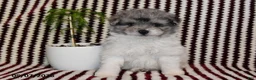 Pomapoo dogs for sale: Mister - Ad 1