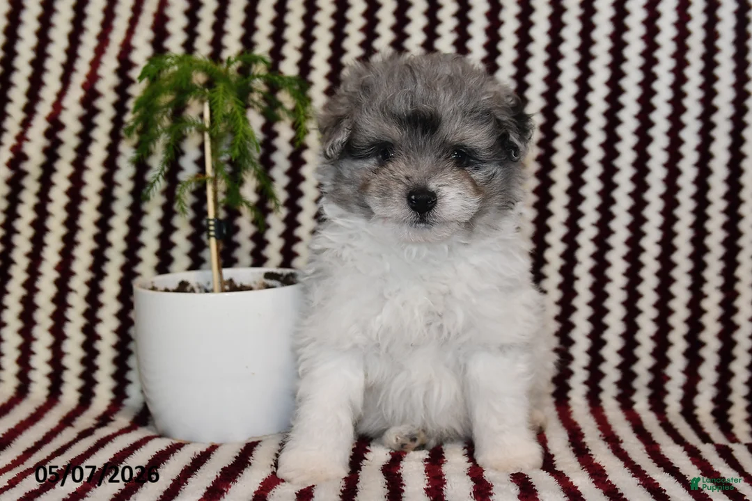 Pomapoo dogs for sale: Mister - Ad 1