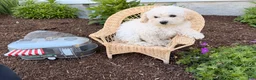 Bichpoo dogs for sale: Maddie - Ad 3