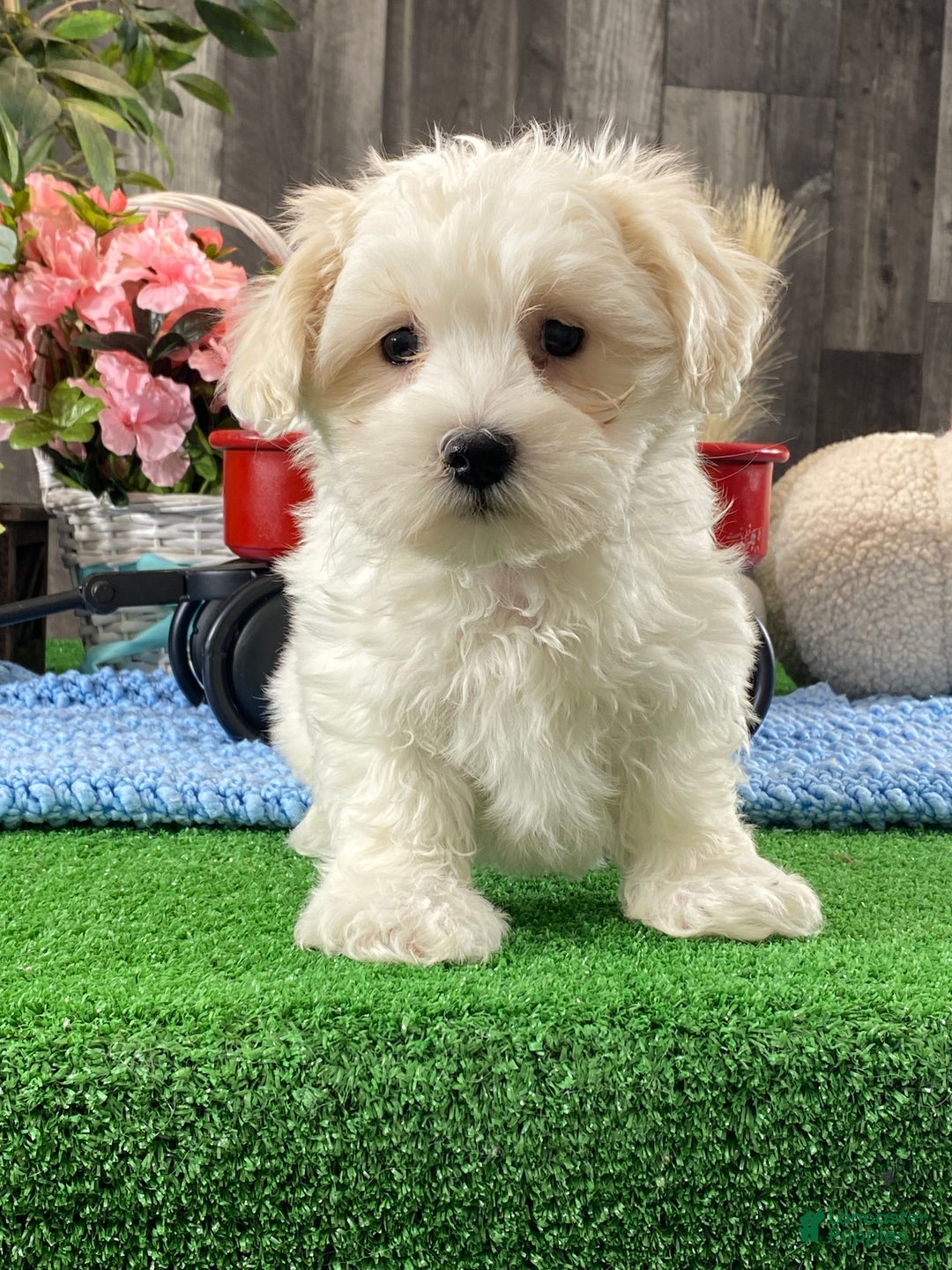 Coton De Tulear dogs for sale: Chico - Ad 5
