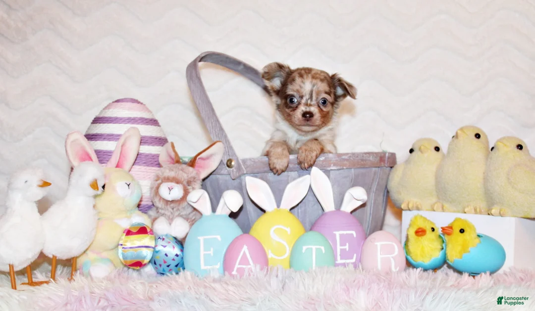 Chihuahua dogs for sale: Phineas - Ad 2