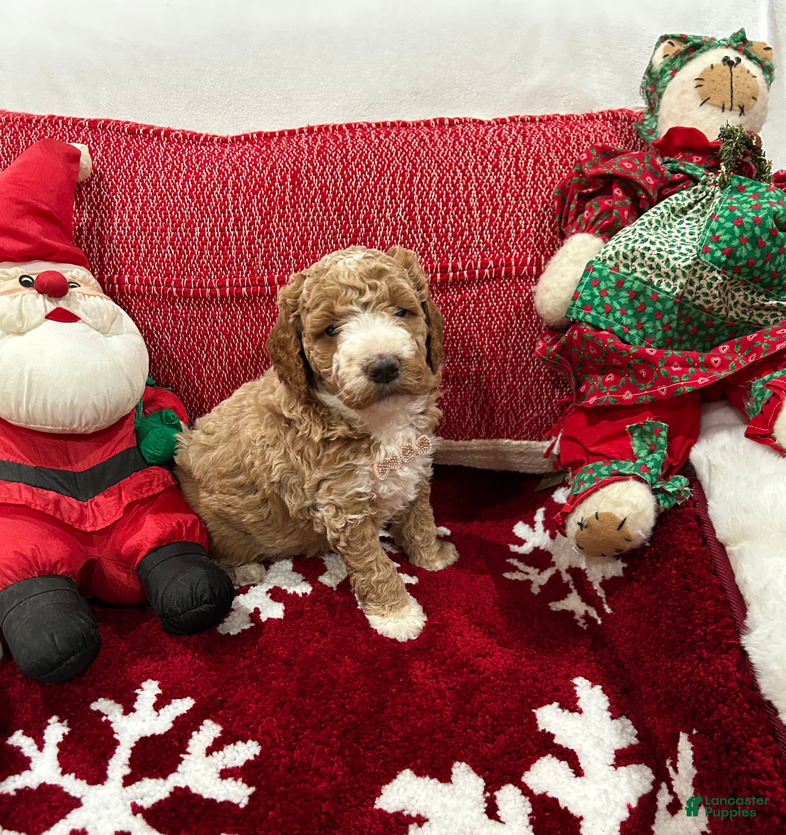 Mini Goldendoodle dogs Mini Goldendoodle Prince Charming - Ad 2