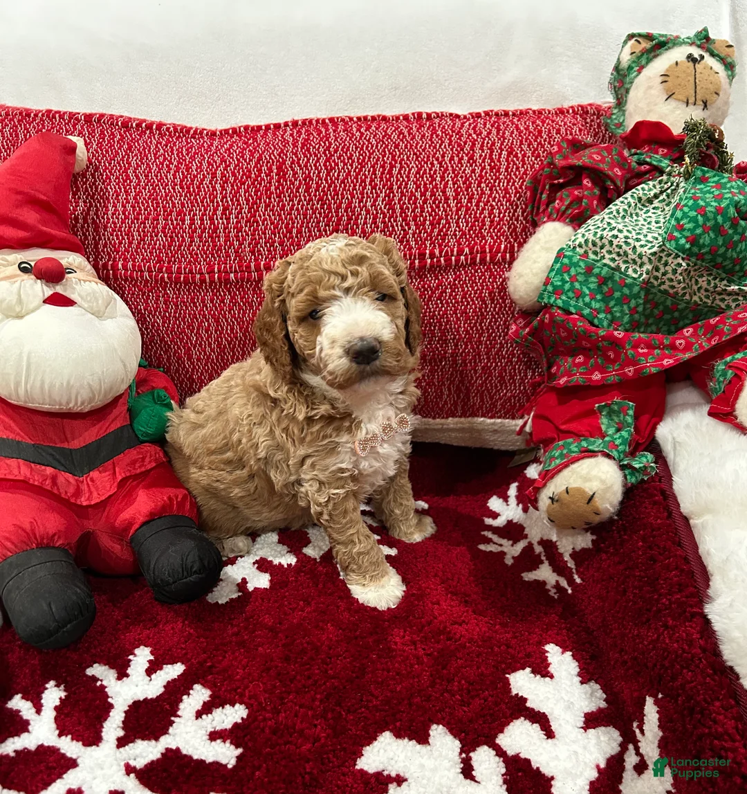 Mini Goldendoodle dogs for sale: Mini Goldendoodle Prince Charming - Ad 2