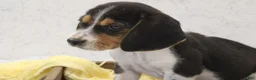 Beagle dogs for sale: Sprinkles - Ad 3