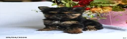 Morkie dogs for sale: Mia  - Ad 3