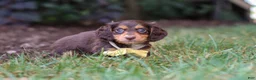 Miniature Dachshund dogs for sale: Grover - Ad 5