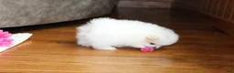 Pomeranian dogs for sale: Teacup Pamela - Ad 11