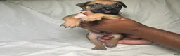 Presa Canario dogs for sale: Presa Canario 11 - Ad 1