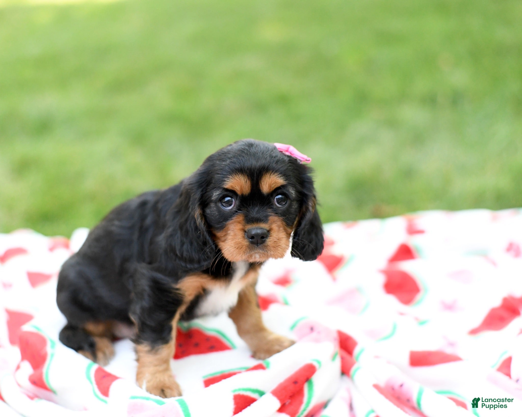 Cavalier King Charles Spaniel dogs Nova - Ad 2
