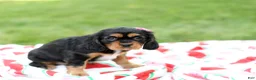 Cavalier King Charles Spaniel dogs for sale: Nova - Ad 2