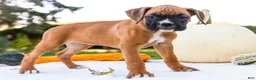 Boxer dogs for sale: Nugget Boxer - Ad 5