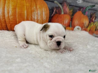 English Bulldog dogs Bruno - Ad 16