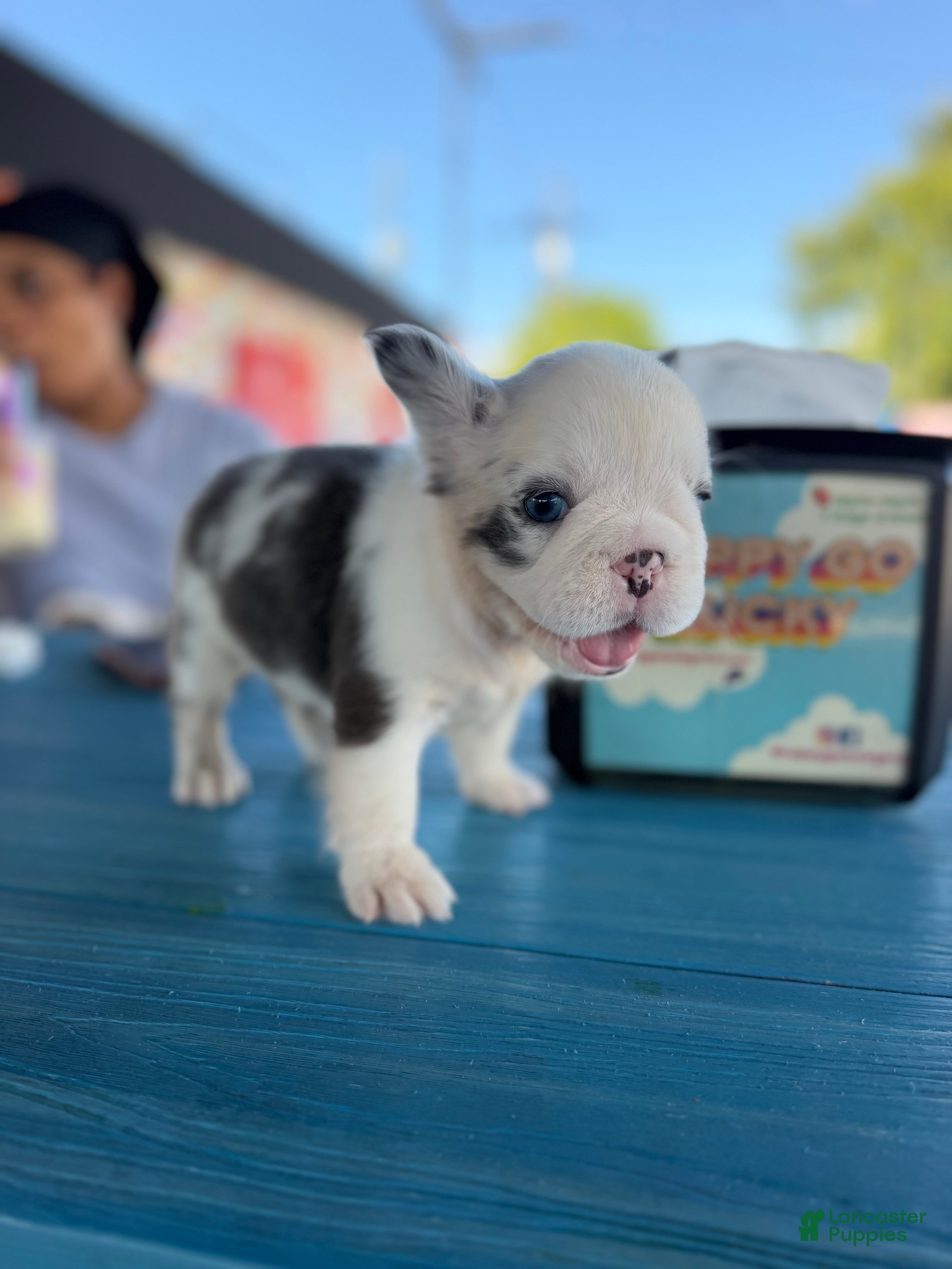 French Bulldog dogs Tiny - Ad 1