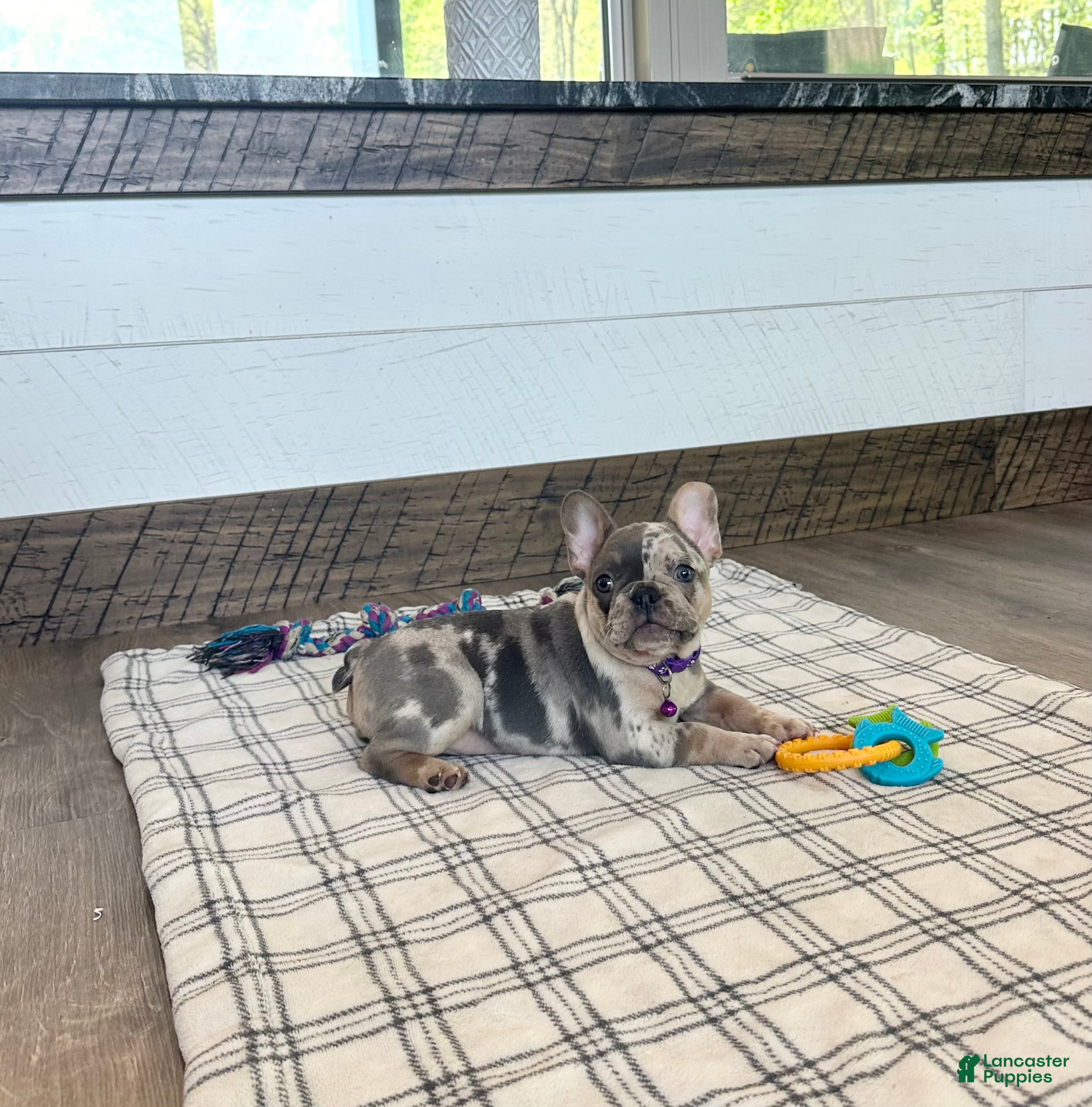 French Bulldog dogs for sale: Janie - Ad 4