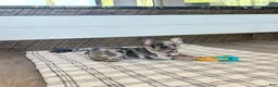 French Bulldog dogs for sale: Janie - Ad 1