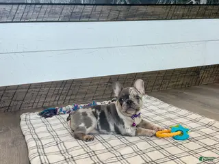 French Bulldog dogs for sale: Janie - Ad 4