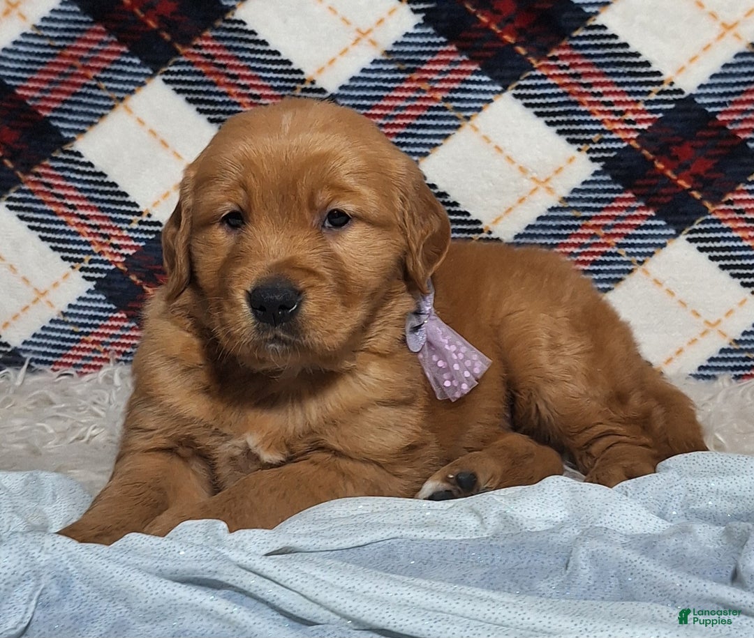Golden Retriever dogs for sale: Anna - Ad 3