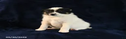 Mixed Breed dogs for sale: Snoopie - Ad 3