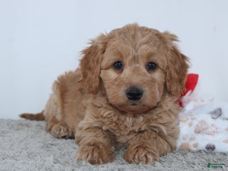 Mini Goldendoodle dogs Ian - Ad 24