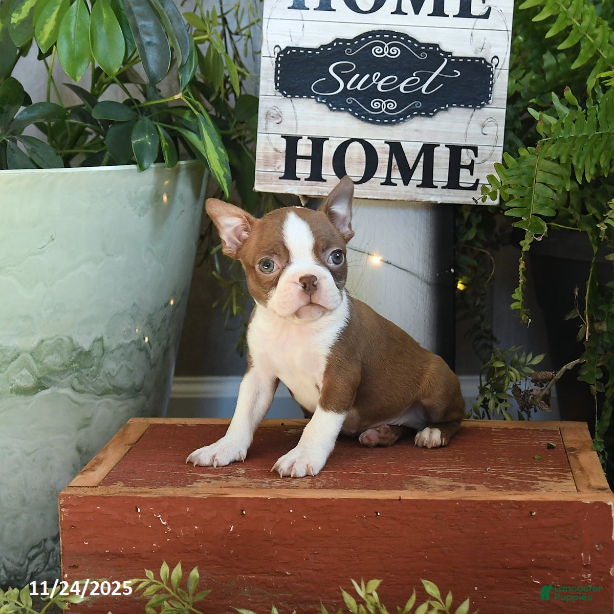 Boston Terrier dogs Leo - Ad 8